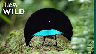 Rare Footage of New Bird of Paradise Species Shows Odd Courtship Dance  Nat Geo Wild [upl. by Repsag]