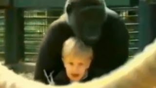 Toddler Plays With Gorilla Caught on Tape  Good Morning America  ABC News [upl. by Asare]