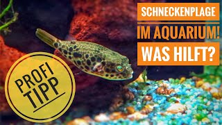 Schneckenplage im Aquarium Was hilft [upl. by Nosmas767]