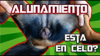 ¿CÓMO AHUYENTAR PERROS DE UNA PERRA EN CELO [upl. by Kelleher551]