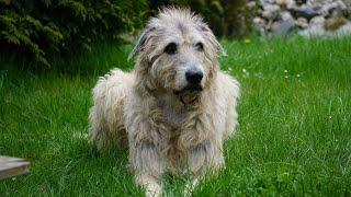 25 Best Irish Wolfhound Names with Meanings 🐾 [upl. by Tonya]