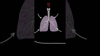 AUSCULTACIÓN PULMONAR Estridor ruidos pulmonares normales y anormales medicina shorts [upl. by Norad]