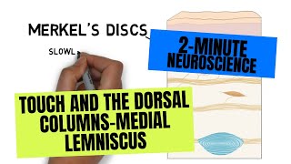 2Minute Neuroscience Touch and the Dorsal ColumnsMedial Lemniscus [upl. by Eidderf221]