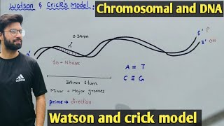 Watson and crick model of DNA  Class 12 Biology [upl. by Camilla932]