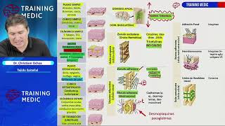 Tejido epitelial  Histologia 1  Training medic [upl. by Cariotta]