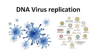 Replication of DNA viruses  How DNA viruses replicate  virology  USMLE [upl. by Addam890]