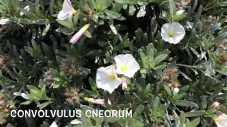 Convolvulus cneorum Garden Center online Costa Brava  Girona [upl. by Ahseiuqal]