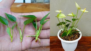 How to grow and care anthurium plant with full updates [upl. by Aivato]