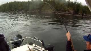 31lb Chinook Salmon [upl. by Hildie]