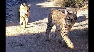 Young Bobcats Owls Attacking Coyotes Roadrunners Snakes amp Gila Monsters [upl. by Dnomhcir77]