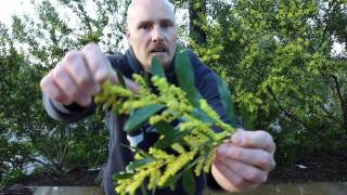 ACACIA LONGIFOLIA  Nitrogen Fixing Trees [upl. by Oneida]