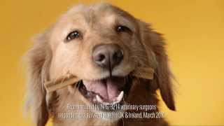 Pedigree Dentastix Official TV Ad UK 2013 [upl. by Ekusoyr513]