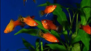 platys breeding  5 amazing facts on breeding platy fish [upl. by Ardnahs]