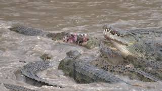 Great Migration River Crossing Masai Mara Kenya  Zebras amp Wildebeests LowisandLeakey Safaris [upl. by Dnomed]