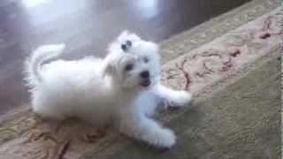 Bichon Maltais [upl. by Mercuri]