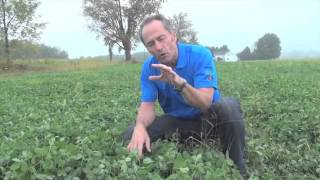 When Should You Spray Your Clover  Peter Johnson [upl. by Areehs658]