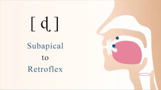 ɖ  voiced unaspirated subapical retroflex stop [upl. by Tam524]