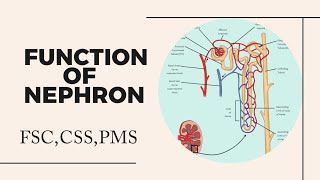 Function of Nephron class 12  Function of Nephron  Nephron [upl. by Faires]