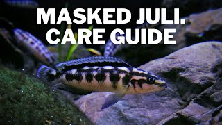 How to Care for Masked Juli Cichlids  Care and Breeding Guide Julidichromis Transcriptus [upl. by Haelam]