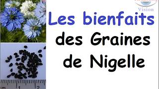 Nigelle Vertus bienfaits des graines de nigelle nigella sativa [upl. by Shanna]