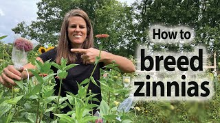 How to Breed Zinnias Using Self Pollination and Cross Pollination [upl. by Alina725]