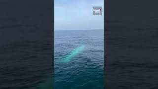 Rare white Omuras whale spotted off the coast of Phuket Omurawhale Phuket thailand [upl. by Kimmy]