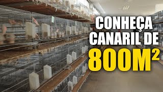 Conhecendo um canaril com 800m² de Estrutura  Canaril do Marcão [upl. by Atikat]