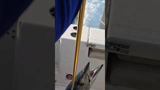 WAHOO First thing in the morning offshorefishing offshore fishing boat fish wahoofishing [upl. by Ilana]