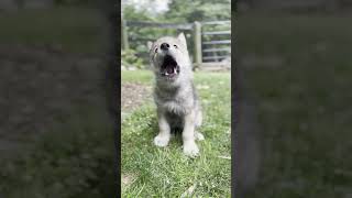 Tiniest Wolf Pups Great Big Howl [upl. by Layor]