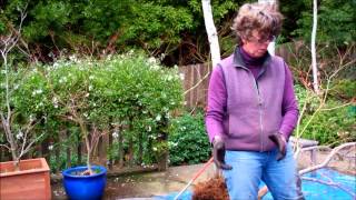 Root Pruning Japanese Maple Container Gardens with Tricia Smyth [upl. by Isador]