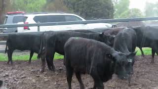 Cobram Heifers [upl. by Nnagrom684]