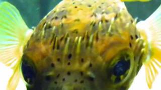 Cutest Fish in the World Doug the Porcupine Pufferfish [upl. by Iron825]