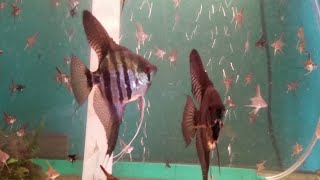 Breeding Angelfish [upl. by Atsahc]