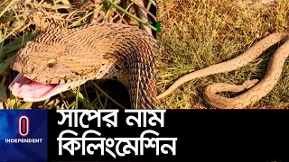 বিশ্বের পঞ্চম বিষধর সাপ চন্দ্রবোড়াএর বিষের প্রতিষেধক দেশের কোনও হাসপাতালে নেই Viper [upl. by Marnie]