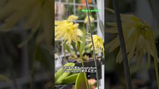 Bulbophyllum purpurascens紫貝石豆蘭 orchid 蘭花 anggrek shorts [upl. by Nahtanohj]