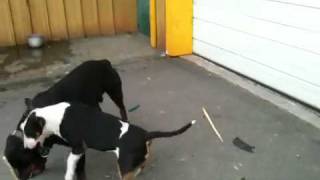 Bull terrier vs rottweiler [upl. by Dorcus]