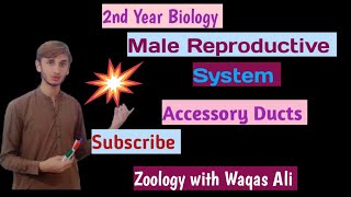 Accessory ducts of male reproductive system  Male Reproductive system part 2 [upl. by Nolahp]