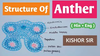 Structure of Anther and Microsporogenesis  Anther structure  Class 12  Bio  HinEng Kishor Sir [upl. by Asyl569]