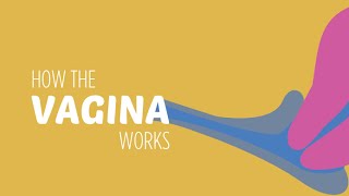 How the Vagina Works [upl. by Emalee]