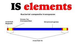 IS elements [upl. by Georgeanna]