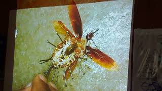 Dissection of Cockroach 🪳🪳Part1 detailed information provided cockroach practical labtest [upl. by Barrada]