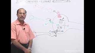 Receptors amp Intracellular Signaling Dr Najeeb Lectures  Part 3 [upl. by Nikolas]