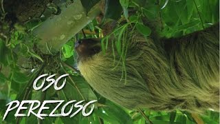 🇨🇷 OSO PEREZOSO  COSTA RICA 4  2016  Vlog Turismo Documental [upl. by Yeuh]