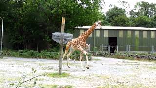 Giraffe Running at Paignton Zoo [upl. by Margo191]