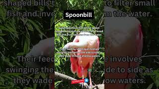 Amazing Spoonbill Fact [upl. by Sidras]