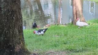 White Muscovy Duck by Black Vulture Black amp White Muscovy in Grass by Lake Oviedo Florida [upl. by Dibru]