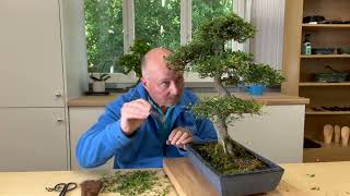 Bonsai Direct  Top Quality Bonsai Trees  View our Pruning amp Preparation Video [upl. by Jemy]