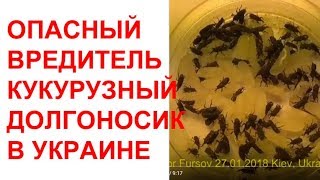 Опасный Кукурузный Долгоносик Sitophilus zeamais Curculionidae в Украине Только Здесь и у Нас [upl. by Daphna]