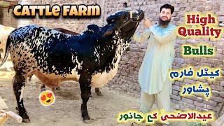 Cattle Farm In Peshawar High Quality Eid Ul Azha Bulls Price 2024  Fibbi Cattle Farm  Izhar Ali [upl. by Poler]