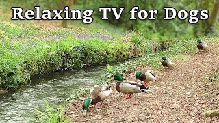 Relax Your Dog TV  8 Hours of Relaxing TV for Dogs at The Babbling Brook ✅ [upl. by Aynod363]